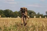 DOGUE ALLEMAND 306